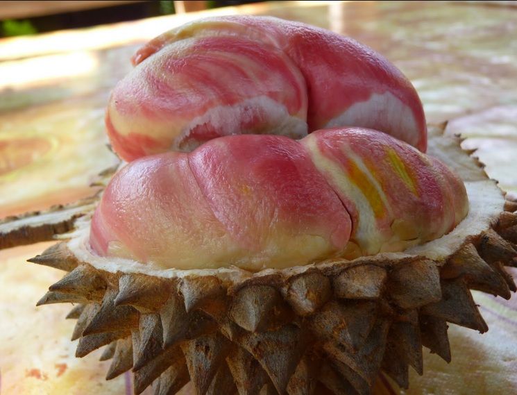 Durian Pelangi
